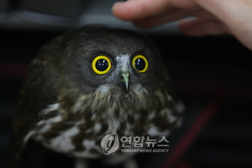 올빼미 이미지