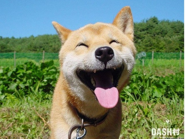 복이 이미지